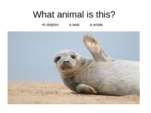 What animal is this?