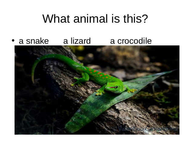 What animal is this?
