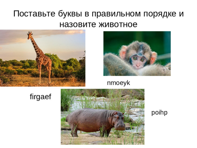 Поставьте буквы в правильном порядке и назовите животное nmoeyk firgaef poihp