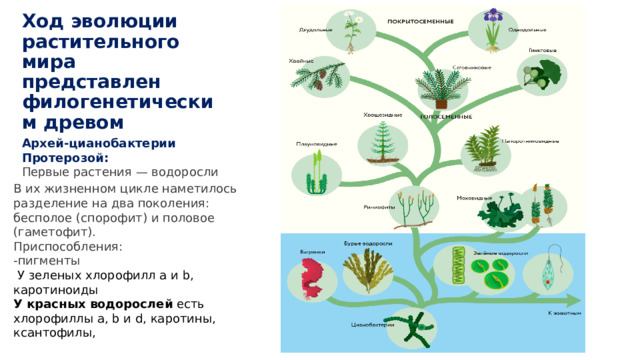 Ход эволюции растительного мира представлен филогенетическим древом Архей-цианобактерии Протерозой: Первые растения — водоросли В их жизненном цикле наметилось разделение на два поколения: бесполое (спорофит) и половое (гаметофит). Приспособления: -пигменты  У зеленых хлорофилл а и b, каротиноиды У красных водорослей  есть хлорофиллы a, b и d, каротины, ксантофилы,