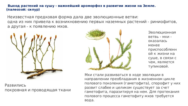   Выход растений на сушу - важнейший ароморфоз в развитии жизни на Земле.(палеозой: силур)   Неизвестная предковая форма дала две эволюционные ветви:  одна из них привела к возникновению первых наземных растений - риниофитов,  а другая - к появлению мхов. Эволюционная ветвь - мхи - оказалась менее приспособленной к жизни на суше, в связи с чем, является тупиковой. Мхи стали развиваться в ходе эволюции в направлении преобладания в жизненном цикле полового поколения (гаметофита), спорофит у них развит слабее и целиком существует за счет гаметофита, паразитируя на нем. Для протекания полового процесса гаметофиту мхов требуется вода.  Развились покровная и проводящая ткани