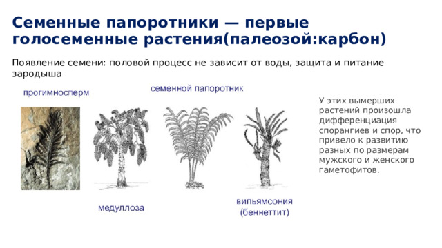 Семенные папоротники — первые голосеменные растения(палеозой:карбон) Появление семени: половой процесс не зависит от воды, защита и питание зародыша   У этих вымерших растений произошла дифференциация спорангиев и спор, что привело к развитию разных по размерам мужского и женского гаметофитов.