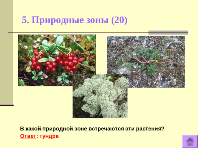 5. Природные зоны (20)    В какой природной зоне встречаются эти растения? Ответ : тундра