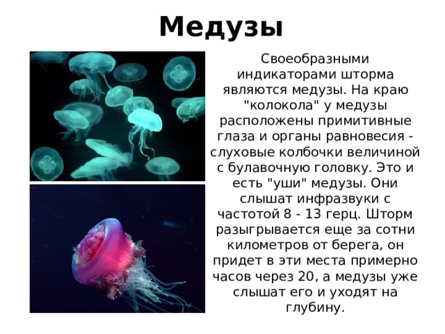 Медузы Своеобразными индикаторами шторма являются медузы. На краю 