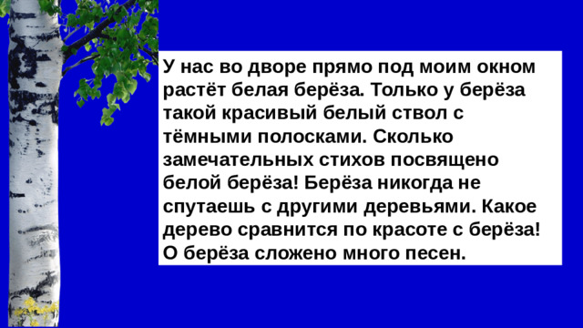 У нас во дворе прямо под моим окном растёт белая берёза. Только у берёза такой красивый белый ствол с тёмными полосками. Сколько замечательных стихов посвящено белой берёза! Берёза никогда не спутаешь с другими деревьями. Какое дерево сравнится по красоте с берёза! О берёза сложено много песен.