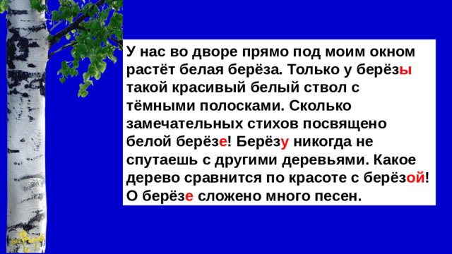 У нас во дворе прямо под моим окном растёт белая берёза. Только у берёз ы такой красивый белый ствол с тёмными полосками. Сколько замечательных стихов посвящено белой берёз е ! Берёз у никогда не спутаешь с другими деревьями. Какое дерево сравнится по красоте с берёз ой ! О берёз е сложено много песен.