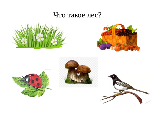 Что такое лес?