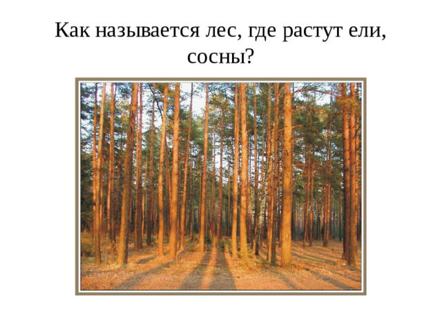 Как называется лес, где растут ели, сосны?