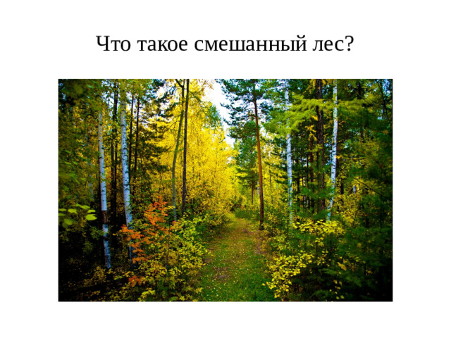 Что такое смешанный лес?