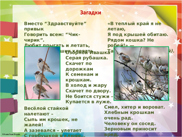 Вместо “Здравствуйте” привык «В теплый край я не летаю, Говорить всем: “Чик-чирик”. Я под крышей обитаю. Любит прыгать и летать, Рядом кошка? Не робей!» — Хлеб и зёрнышки клевать. Так чирикал… (воробей). Озорной Ивашка Серая рубашка. Скачет по дорожкам К семенам и крошкам. В холод и жару Скачет по двору. Не боится стужи – Купается в луже. Смел, хитер и вороват. Хлебным крошкам очень рад. Человеку он сосед. Зерновым приносит вред. Весёлой стайкой налетают – Сыпь им крошек, не жалей! А зазевался – улетает С горбушкой в клюве…