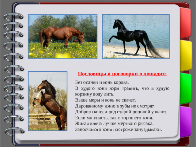 Пословицы и поговорки о лошадях:  Без осанки и конь корова. В худого коня корм травить, что в худую корзину воду лить. Выше меры и конь не скачет. Дарованному коню в зубы не смотрят. Доброго коня и под старой попоной узнают. Если уж упасть, так с хорошего коня. Живая кляча лучше мёртвого рысака. Заносчивого коня построже зануздывают.