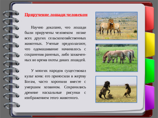 Приручение лошади человеком Научно доказано, что лошади были приручены человеком позже всех других сельскохозяйственных животных. Ученые предполагают, что одомашивание начиналось с сохранения раненых, либо захвачен-ных во время охоты диких лошадей. У многих народов существовал культ коня: его приносили в жертву Богам, часто хоронили вместе с умершим хозяином. Сохранились древние наскальные рисунки с изображением этого животного.