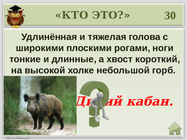 30 «КТО ЭТО?» Удлинённая и тяжелая голова с широкими плоскими рогами, ноги тонкие и длинные, а хвост короткий, на высокой холке небольшой горб.  Дикий кабан.