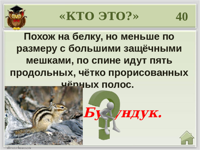 40 «КТО ЭТО?» Похож на белку, но меньше по размеру с большими защёчными мешками, по спине идут пять продольных, чётко прорисованных чёрных полос. Бурундук.