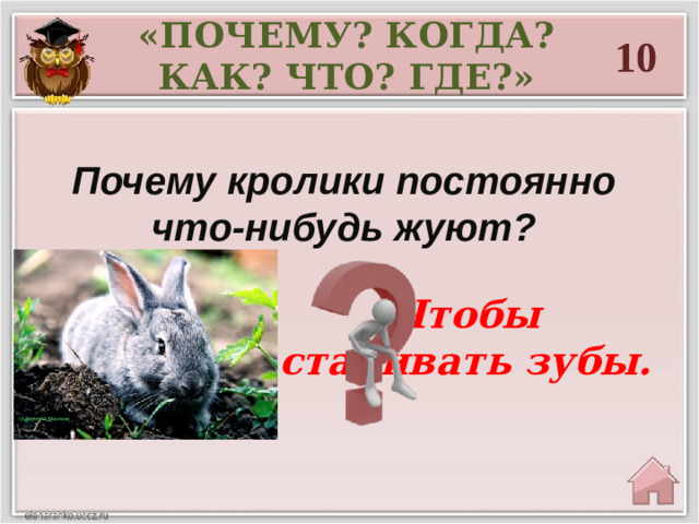 «ПОЧЕМУ? КОГДА? КАК? ЧТО? ГДЕ?» 10 Почему кролики постоянно что-нибудь жуют? Чтобы стачивать зубы.