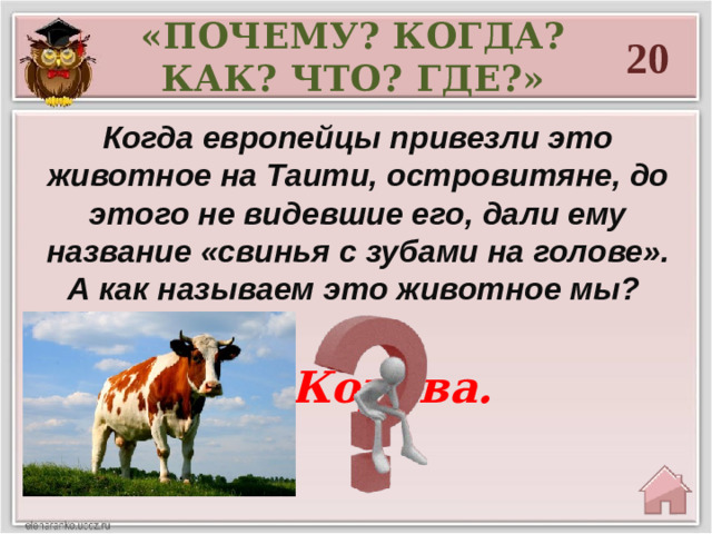 «ПОЧЕМУ? КОГДА? КАК? ЧТО? ГДЕ?» 20 Когда европейцы привезли это животное на Таити, островитяне, до этого не видевшие его, дали ему название «свинья с зубами на голове». А как называем это животное мы? Корова.