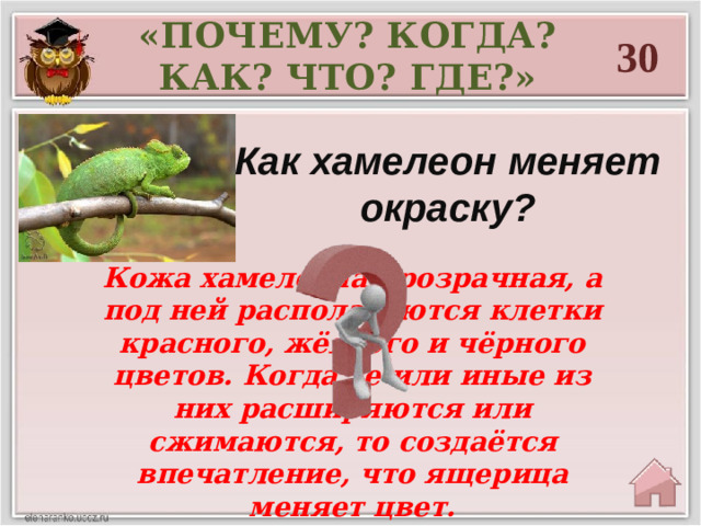 «ПОЧЕМУ? КОГДА? КАК? ЧТО? ГДЕ?» 30 Как хамелеон меняет окраску? Кожа хамелеона прозрачная, а под ней располагаются клетки красного, жёлтого и чёрного цветов. Когда те или иные из них расширяются или сжимаются, то создаётся впечатление, что ящерица меняет цвет.