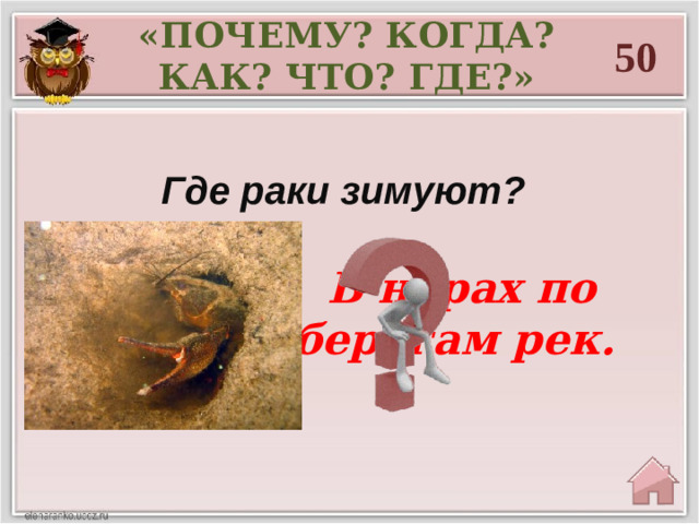 «ПОЧЕМУ? КОГДА? КАК? ЧТО? ГДЕ?» 50 Где раки зимуют?  В норах по берегам рек.