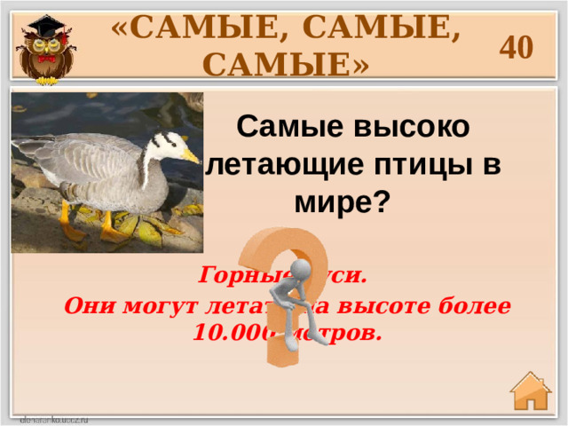 «САМЫЕ, САМЫЕ, САМЫЕ» 40 Самые высоко летающие птицы в мире?   Горные гуси. Они могут летать на высоте более 10.000 метров.