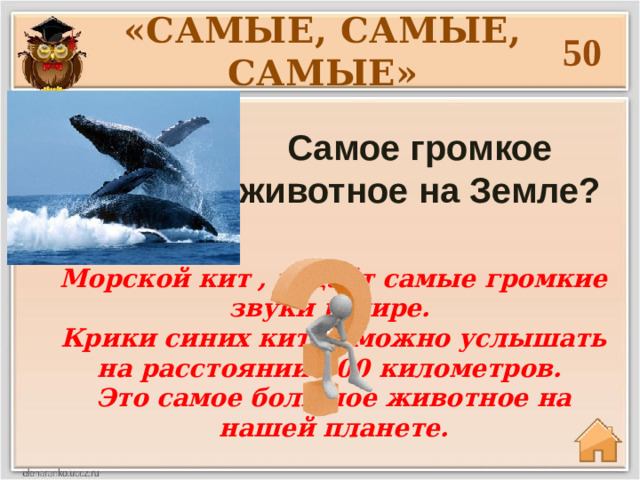 «САМЫЕ, САМЫЕ, САМЫЕ» 50 Самое громкое животное на Земле? Морской кит , издаёт самые громкие звуки в мире. Крики синих китов можно услышать на расстоянии 800 километров. Это самое большое животное на нашей планете.