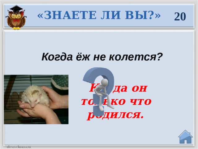 «ЗНАЕТЕ ЛИ ВЫ?» 20 Когда ёж не колется?   Когда он только что родился.