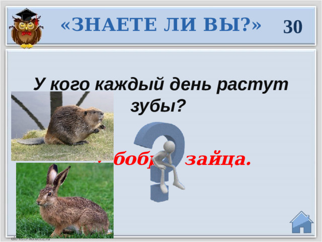 «ЗНАЕТЕ ЛИ ВЫ?» 30 У кого каждый день растут зубы?  У бобра, зайца.