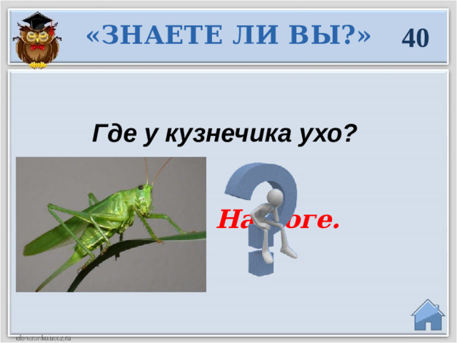 «ЗНАЕТЕ ЛИ ВЫ?» 40 Где у кузнечика ухо?  На ноге.