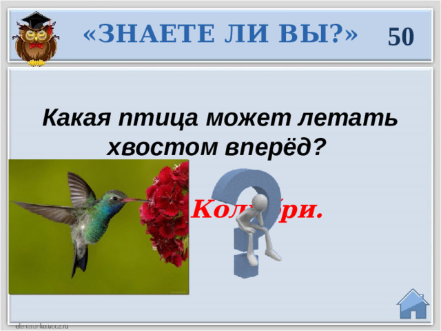 «ЗНАЕТЕ ЛИ ВЫ?» 50 Какая птица может летать хвостом вперёд? Колибри.