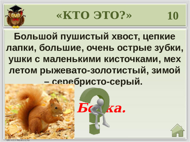 10 «КТО ЭТО?» Большой пушистый хвост, цепкие лапки, большие, очень острые зубки, ушки с маленькими кисточками, мех летом рыжевато-золотистый, зимой – серебристо-серый. Белка.