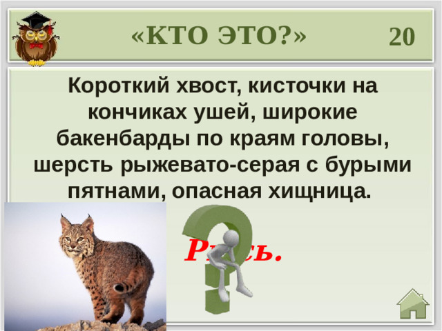 20 «КТО ЭТО?» Короткий хвост, кисточки на кончиках ушей, широкие бакенбарды по краям головы, шерсть рыжевато-серая с бурыми пятнами, опасная хищница.  Рысь.