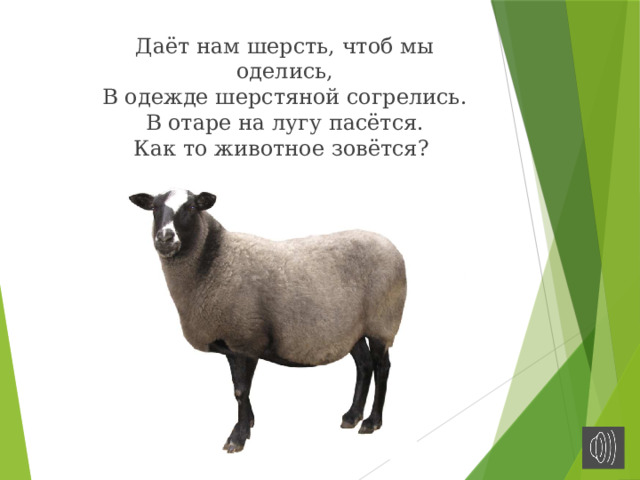 Даёт нам шерсть, чтоб мы оделись,  В одежде шерстяной согрелись.  В отаре на лугу пасётся.  Как то животное зовётся?