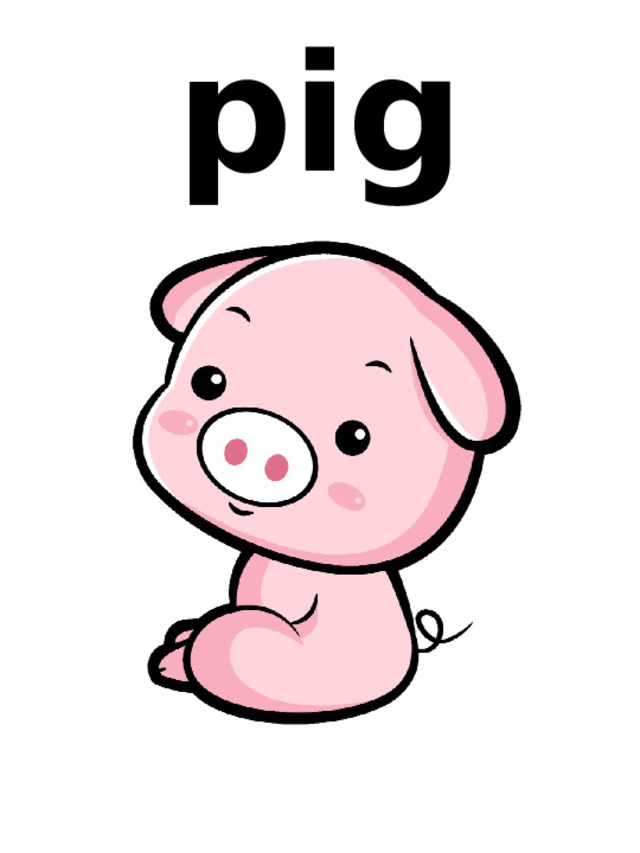 pig