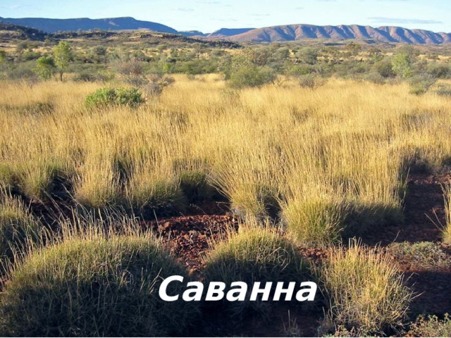 Саванна