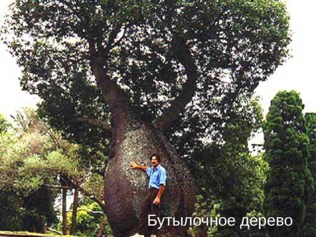 Бутылочное дерево