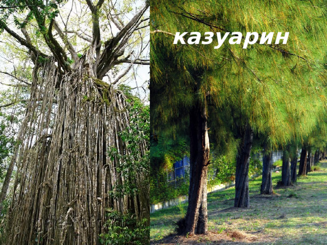 казуарин