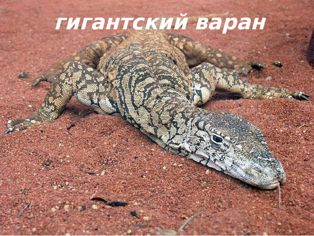 гигантский варан