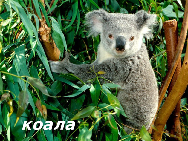 коала