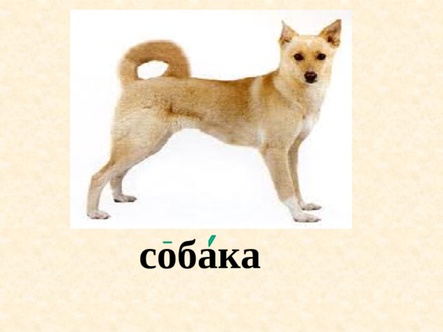 собака