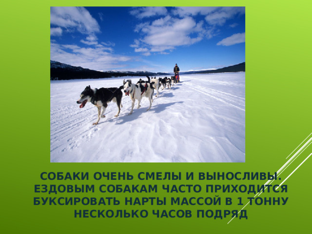 СОБАКИ ОЧЕНЬ СМЕЛЫ И ВЫНОСЛИВЫ. ЕЗДОВЫМ СОБАКАМ ЧАСТО ПРИХОДИТСЯ БУКСИРОВАТЬ НАРТЫ МАССОЙ В 1 ТОННУ НЕСКОЛЬКО ЧАСОВ ПОДРЯД