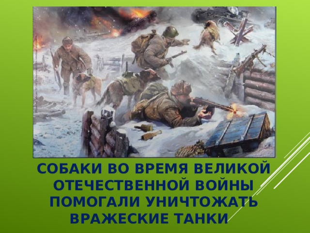 СОБАКИ ВО ВРЕМЯ ВЕЛИКОЙ ОТЕЧЕСТВЕННОЙ ВОЙНЫ ПОМОГАЛИ УНИЧТОЖАТЬ ВРАЖЕСКИЕ ТАНКИ