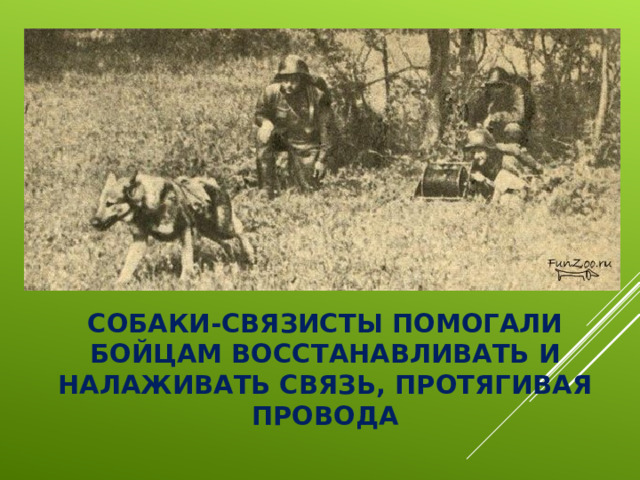 СОБАКИ-СВЯЗИСТЫ ПОМОГАЛИ БОЙЦАМ ВОССТАНАВЛИВАТЬ И НАЛАЖИВАТЬ СВЯЗЬ, ПРОТЯГИВАЯ ПРОВОДА