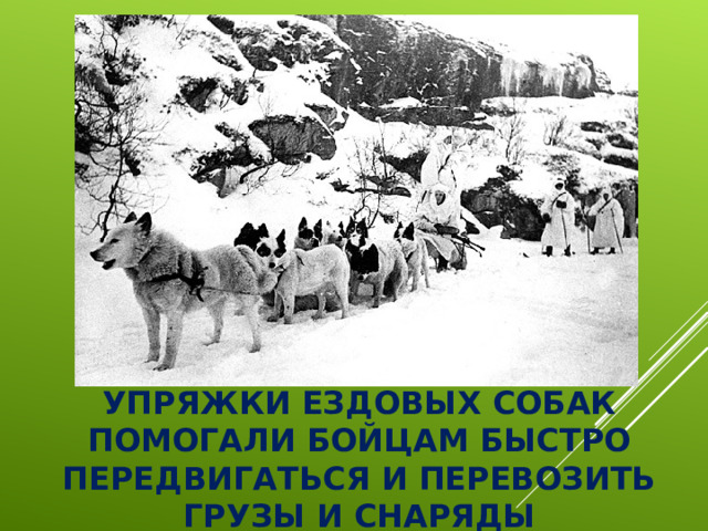 УПРЯЖКИ ЕЗДОВЫХ СОБАК ПОМОГАЛИ БОЙЦАМ БЫСТРО ПЕРЕДВИГАТЬСЯ И ПЕРЕВОЗИТЬ ГРУЗЫ И СНАРЯДЫ