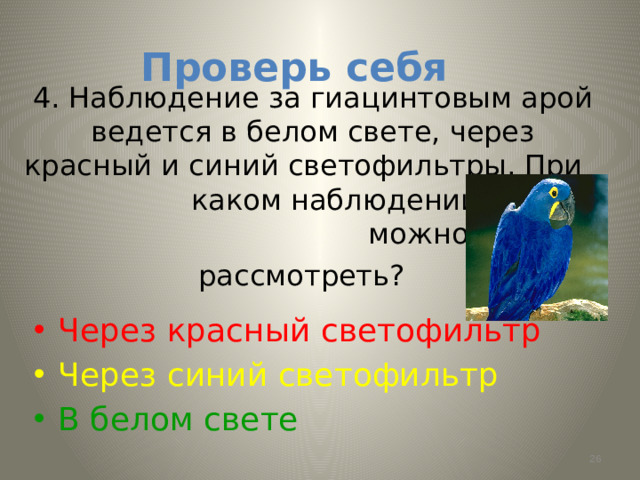 Проверь себя 4. Наблюдение за гиацинтовым арой ведется в белом свете, через красный и синий светофильтры. При каком наблюдении птицу можно лучше рассмотреть?  Через красный светофильтр Через синий светофильтр В белом свете