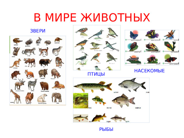 В МИРЕ ЖИВОТНЫХ ЗВЕРИ НАСЕКОМЫЕ ПТИЦЫ РЫБЫ