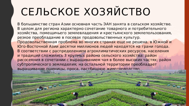 Сельское хозяйство В большинстве стран Азии основная часть ЭАН занята в сельском хозяйстве. В целом для региона характерно сочетание товарного и потребительного хозяйства, помещичьего землевладения и крестьянского землепользования, резкое преобладание в посевах продовольственных культур. Продовольственная проблема во многих странах еще не решена, в Южной и Юго-Восточной Азии десятки миллионов людей находятся на грани голода. В соответствии с распределением агроклиматических ресурсов, населения и традиций сложились 3 крупных района сельского хозяйства: район рисосеяния в сочетании с выращиванием чая в более высоких частях; район субтропического земледелия; на остальной территории преобладает выращивание пшеницы, проса, пастбищное животноводство.