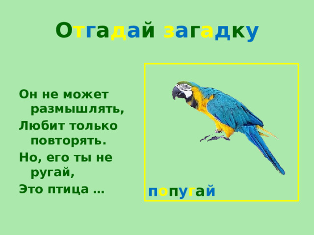 О т г а д а й  з а г а д к у Он не может размышлять, Любит только повторять. Но, его ты не ругай, Это птица … п о п у г а й