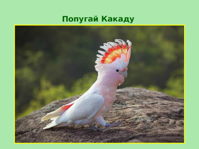 Попугай Какаду