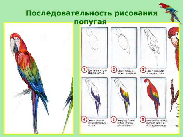 Последовательность рисования попугая