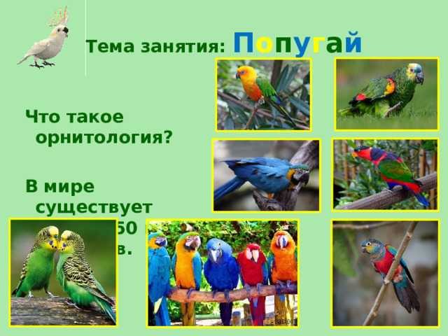 Тема занятия: П о п у г а й    Что такое орнитология?   В мире существует около 350 видов попугаев.