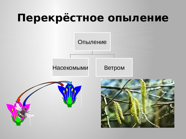 Перекрёстное опыление Опыление Насекомыми Ветром Перекрестное опыление может происходить разными способами:  с помощью насекомых;  ветром. 11